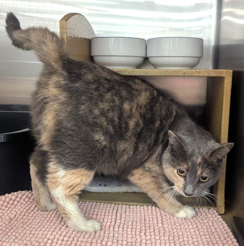 Enlarge MISS PRISS - CHUNKY DILUTE CALICO SWEET TALKER, a ADOPTABLE mixed breed in Plano, TX image 3/6