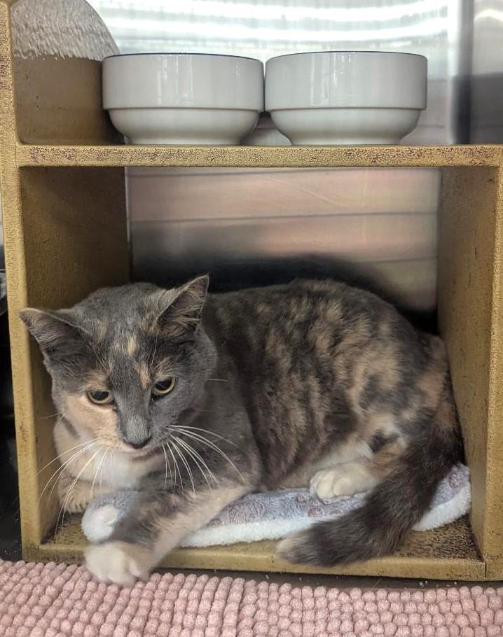 Enlarge MISS PRISS - CHUNKY DILUTE CALICO SWEET TALKER, a ADOPTABLE mixed breed in Plano, TX image 2/6