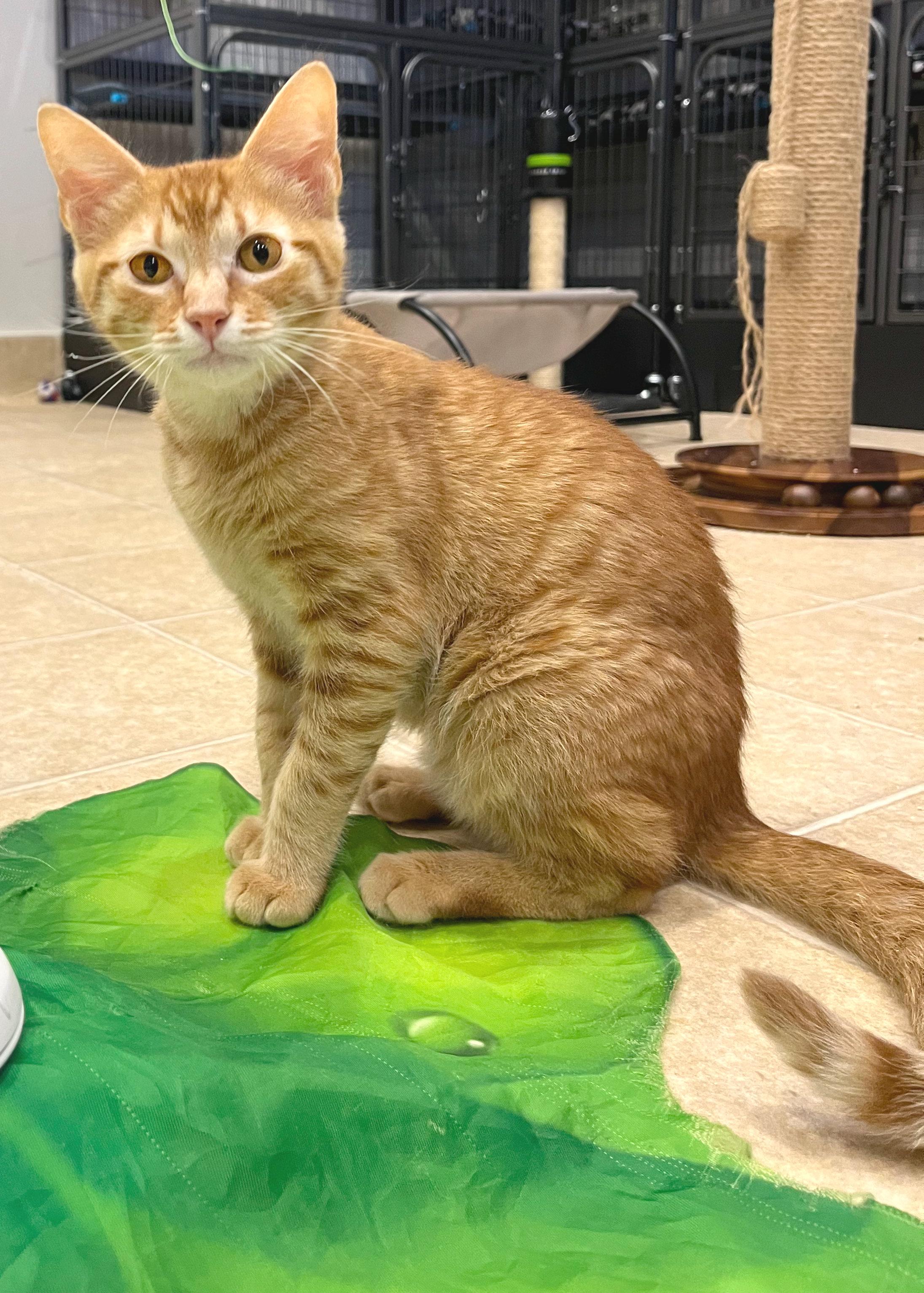 Enlarge Rusty, a ADOPTABLE mixed breed in Hilton Head Island, SC image 2/4
