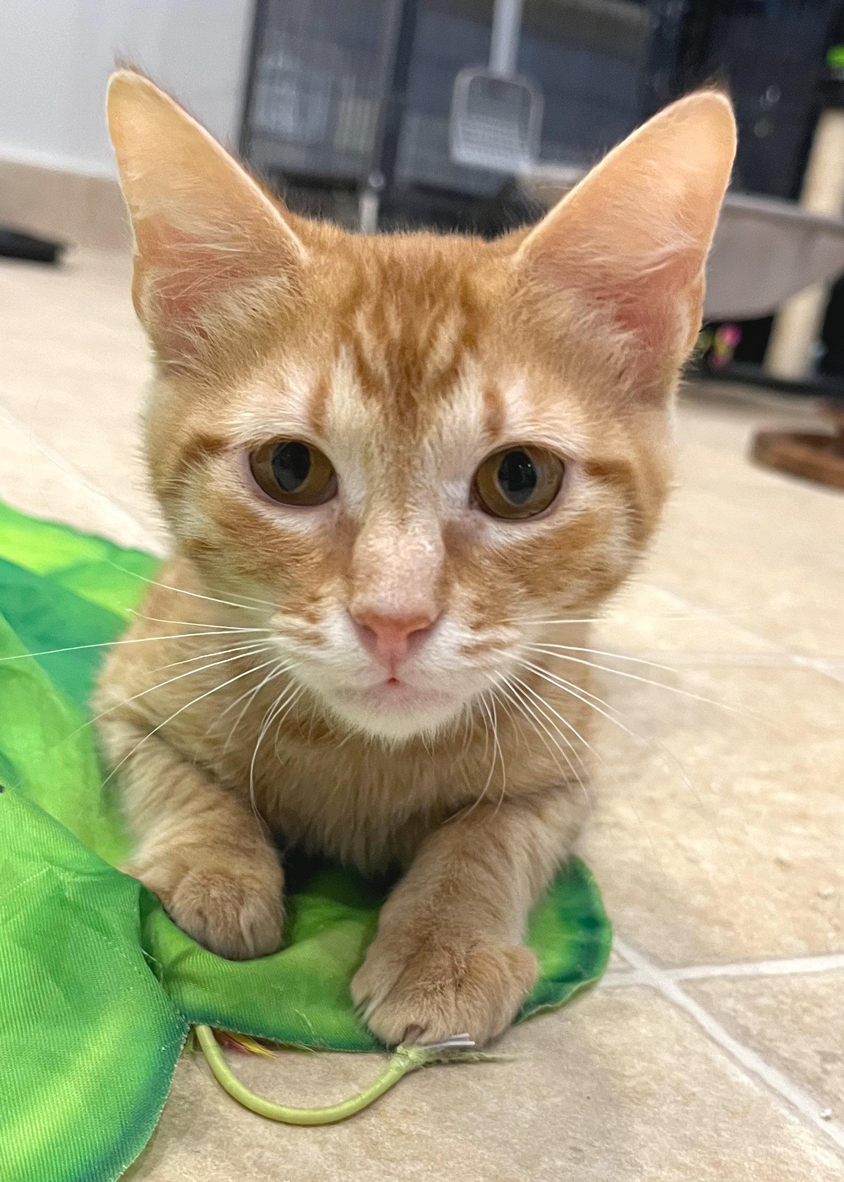 Rusty, ADOPTABLE, Kitten Male Tabby & American Shorthair.