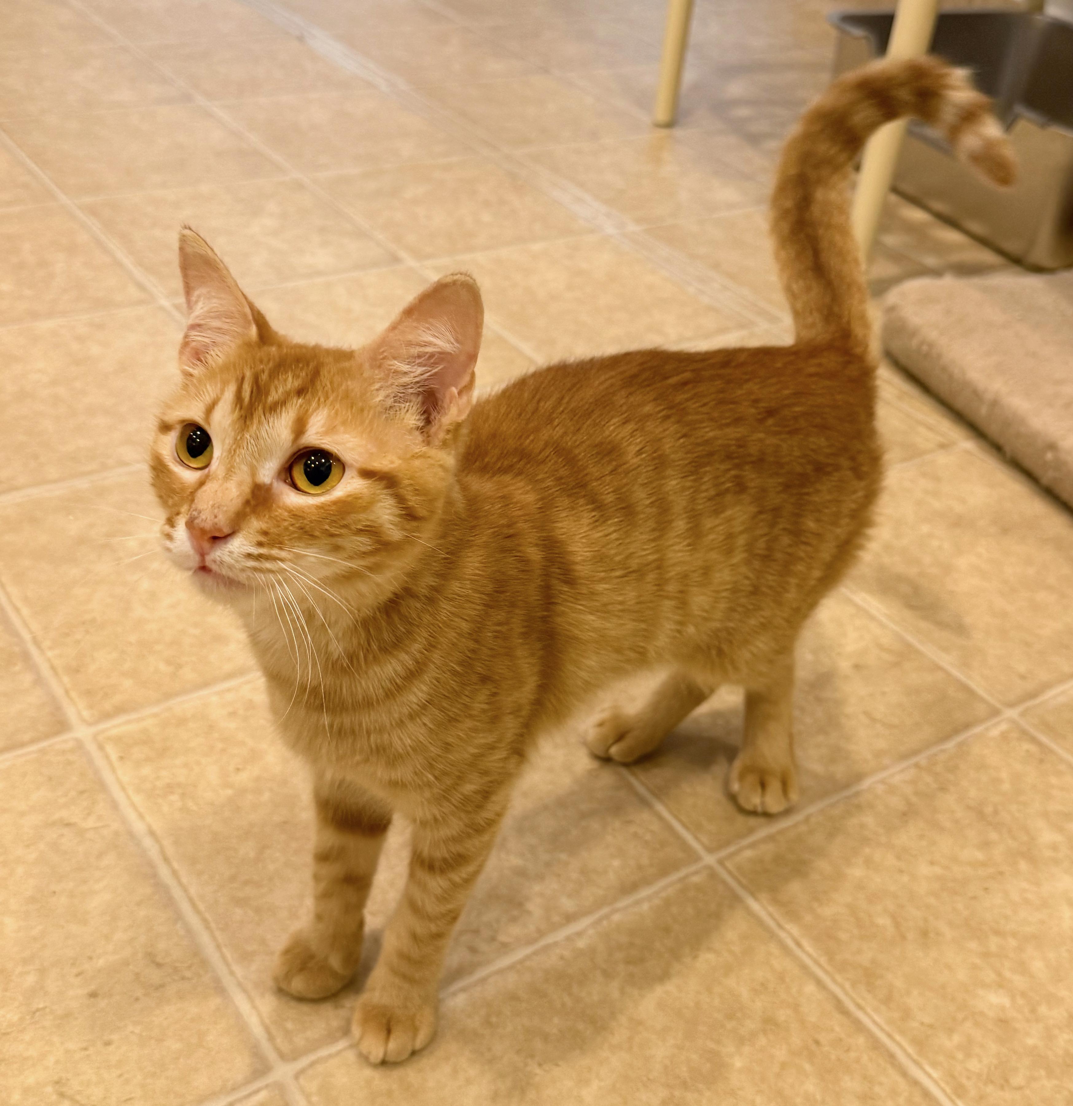 Rusty, ADOPTABLE, Kitten Male Tabby & American Shorthair.