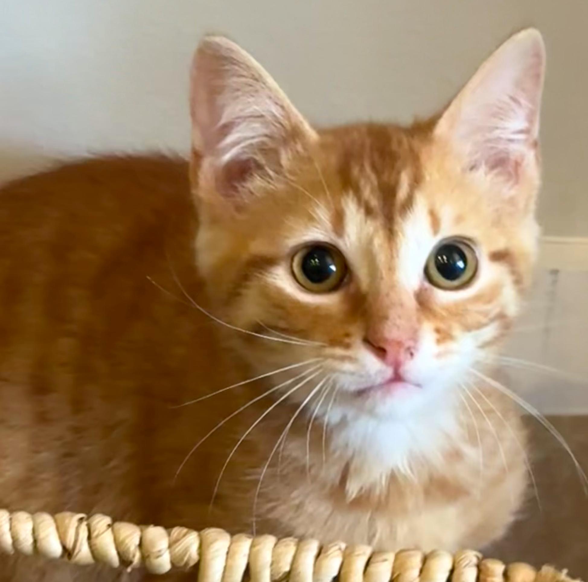Rusty, ADOPTABLE, Kitten Male Tabby & American Shorthair.