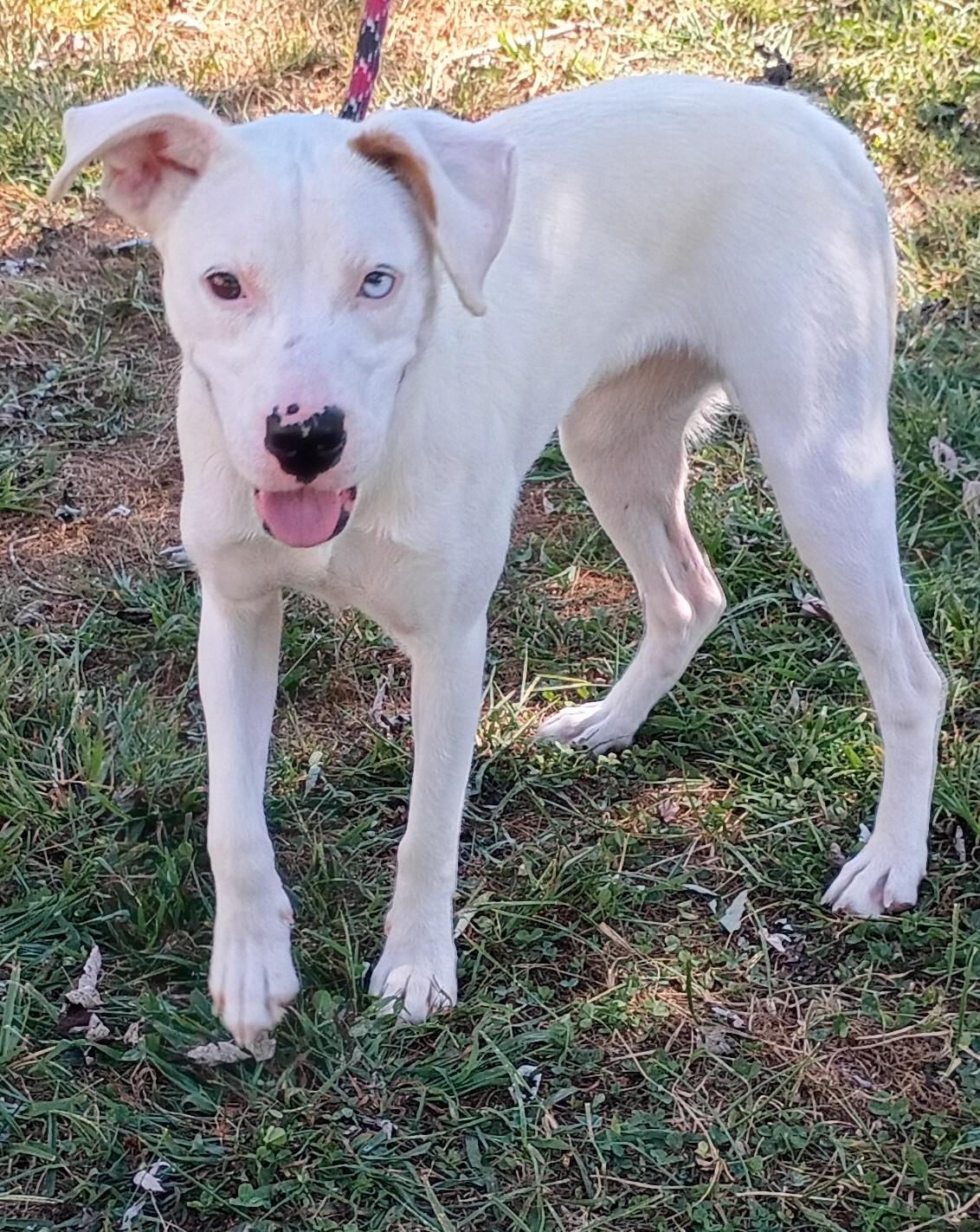 Enlarge Sky, a Adoptable mixed breed in Maynardville, TN image 1/1