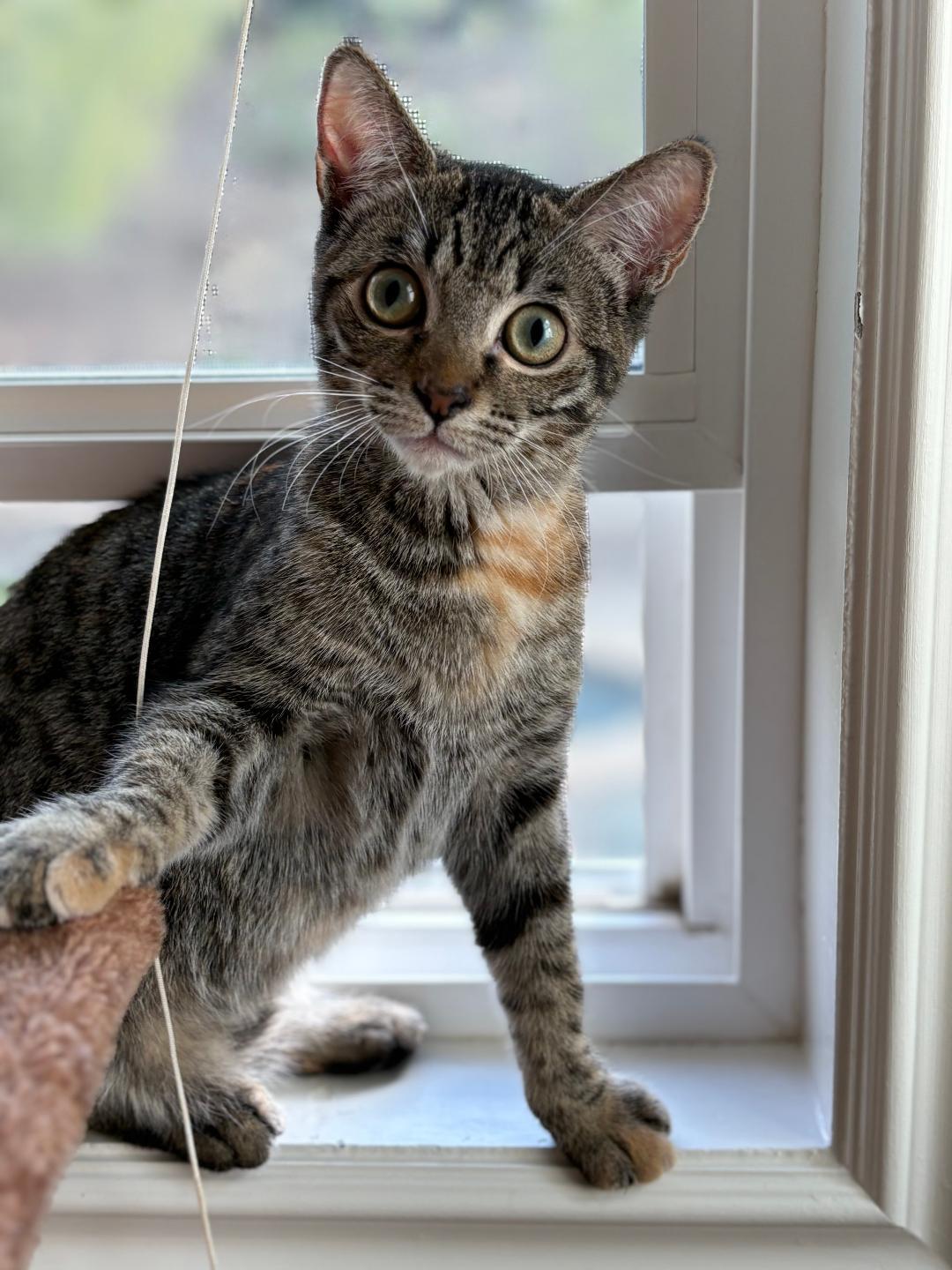 Oliver, Adoptable, Kitten Male Domestic Short Hair.