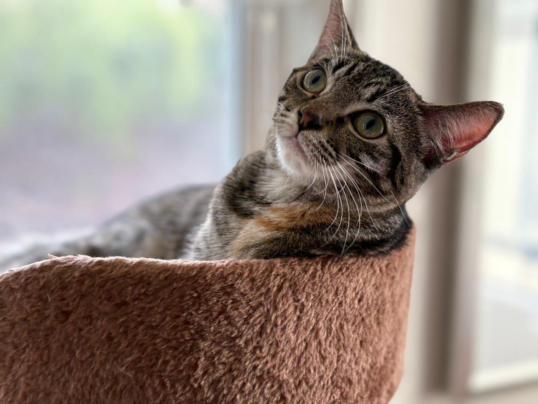 Enlarge Oliver, a Adoptable Domestic Short Hair in Oceanside, CA image 2/6