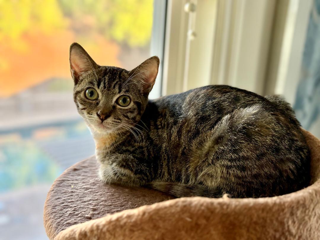 Enlarge Oliver, a Adoptable Domestic Short Hair in Oceanside, CA image 5/6