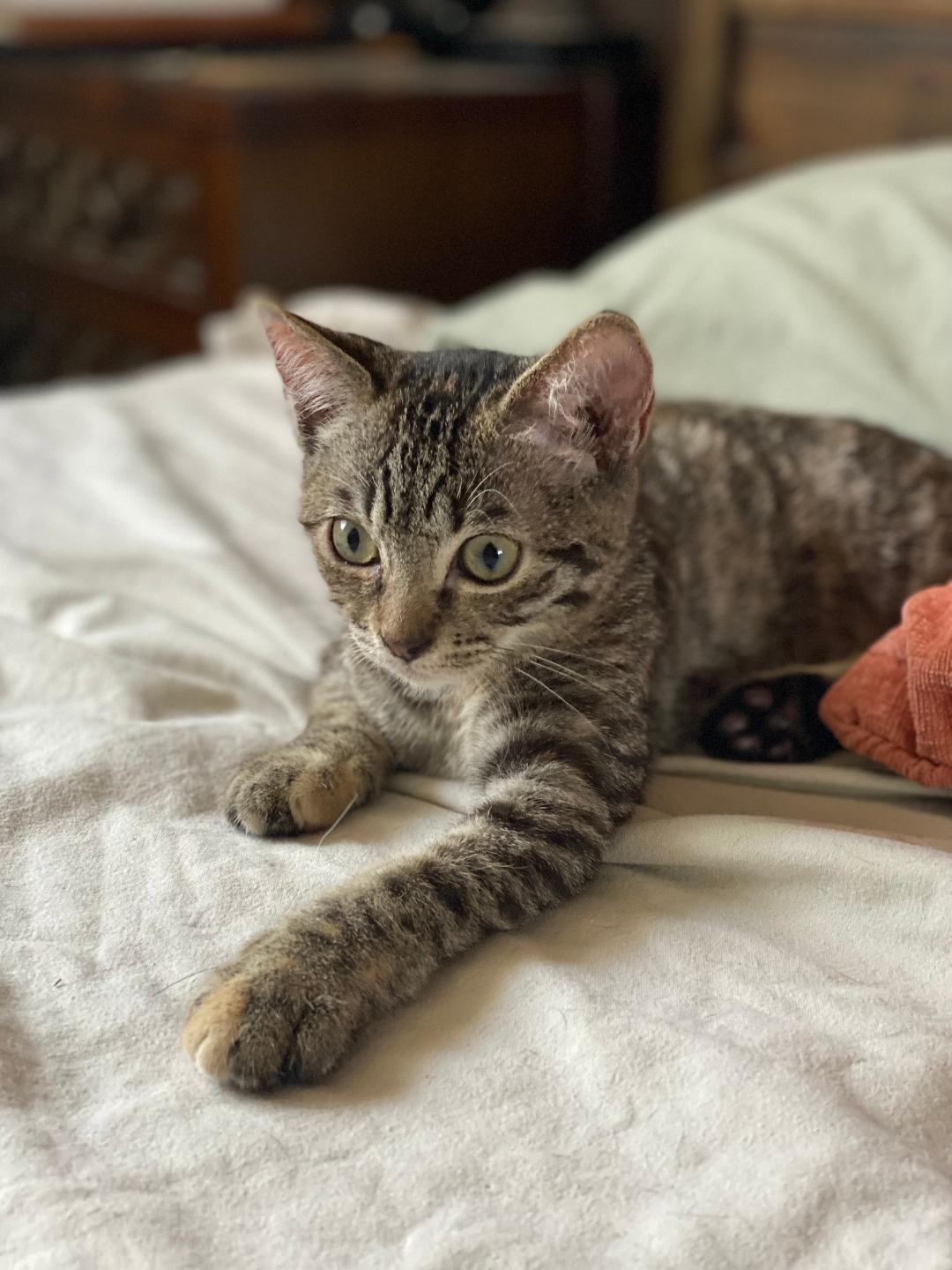 Enlarge Oliver, a Adoptable Domestic Short Hair in Oceanside, CA image 6/6