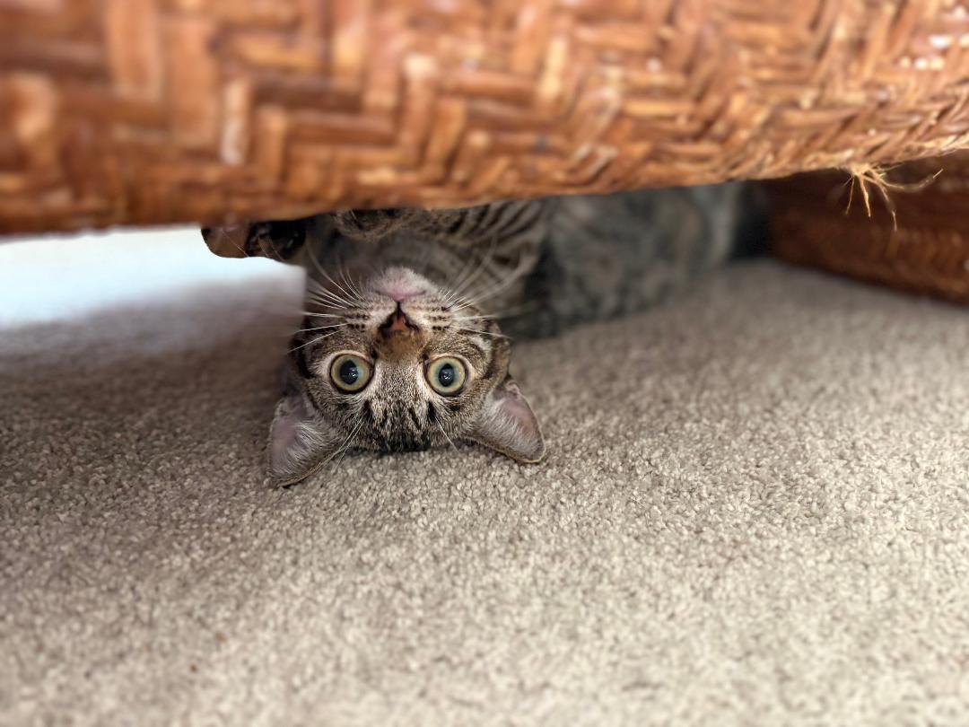 Enlarge Oliver, a Adoptable Domestic Short Hair in Oceanside, CA image 3/6