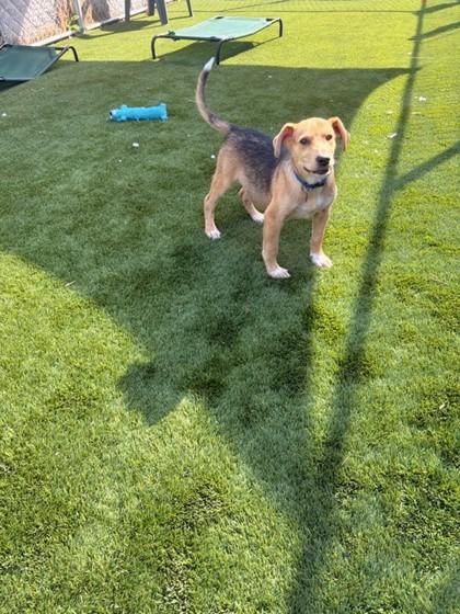 Tweety, ADOPTABLE, Young Female Mixed Breed.