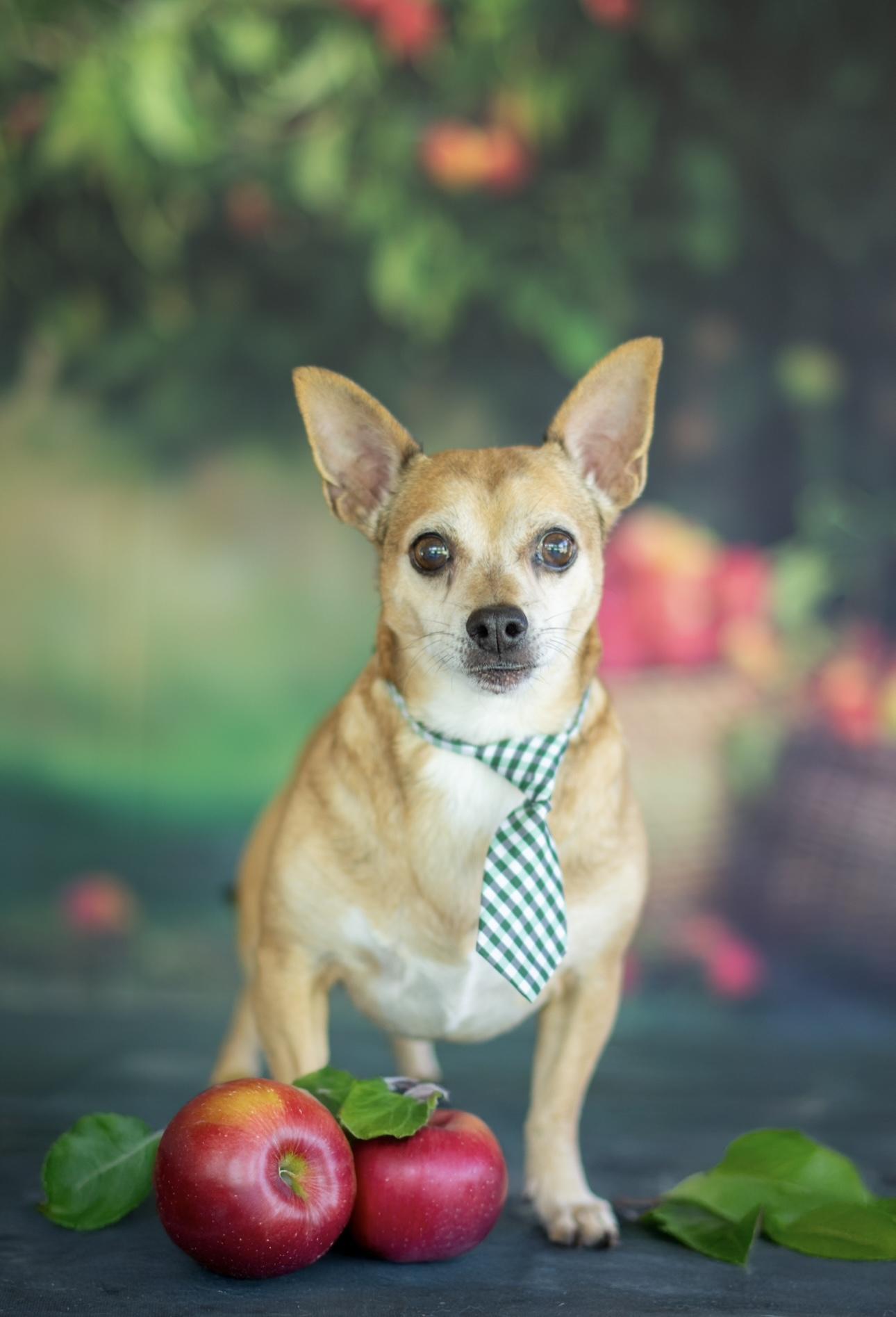 Tiger, adopted, Senior Male Chihuahua.