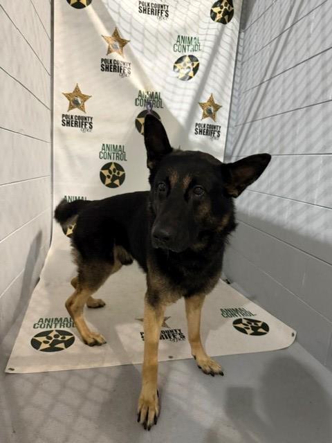 SALAMI, Adoptable, Adult Male German Shepherd Dog.