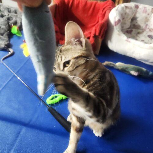 Butterfinger, Adoptable, Kitten Female Domestic Short Hair.