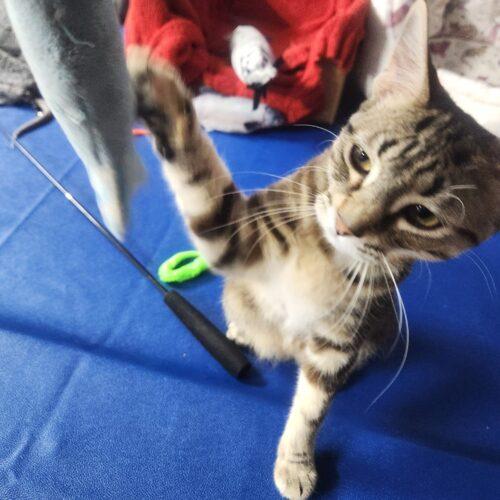 Enlarge Butterfinger, a Adoptable Domestic Short Hair in Fishers, IN image 2/5