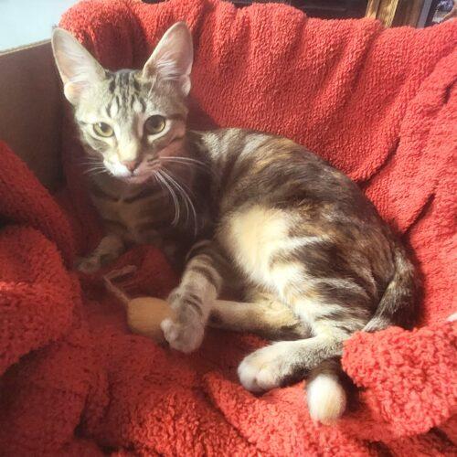 Enlarge Butterfinger, a Adoptable Domestic Short Hair in Fishers, IN image 3/5