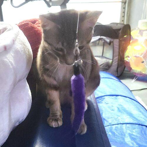 Enlarge Butterfinger, a Adoptable Domestic Short Hair in Fishers, IN image 4/5