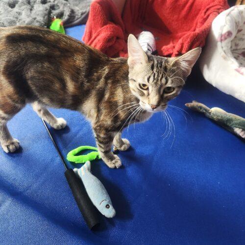 Enlarge Butterfinger, a Adoptable Domestic Short Hair in Fishers, IN image 5/5