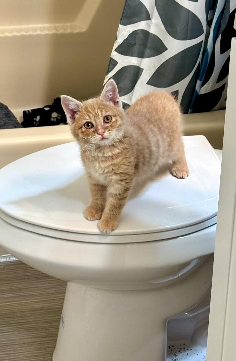 Gingersnap, Adopted, Kitten Male Domestic Short Hair.