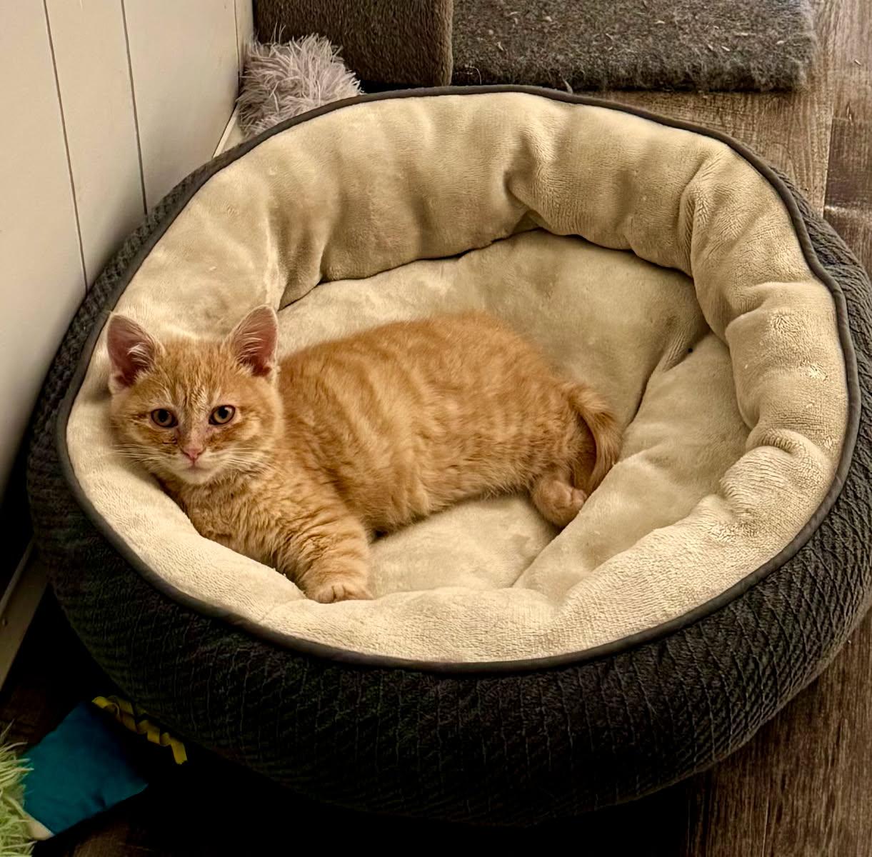 Gingersnap, a Adopted Domestic Short Hair in Paradise, CA image 2/3