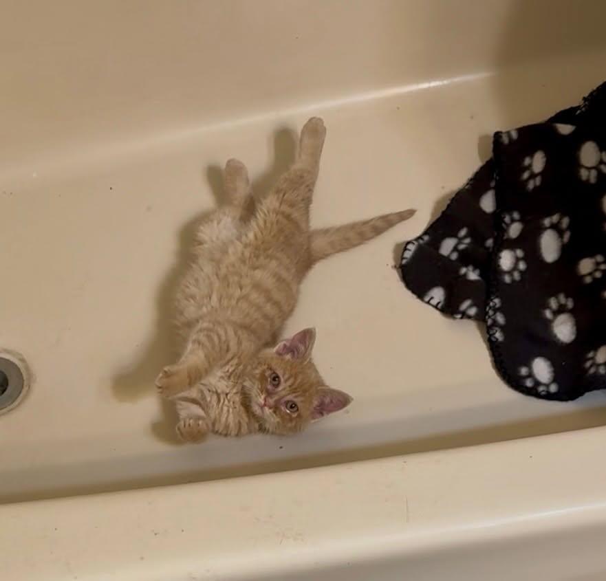 Gingersnap, a Adopted Domestic Short Hair in Paradise, CA image 3/3