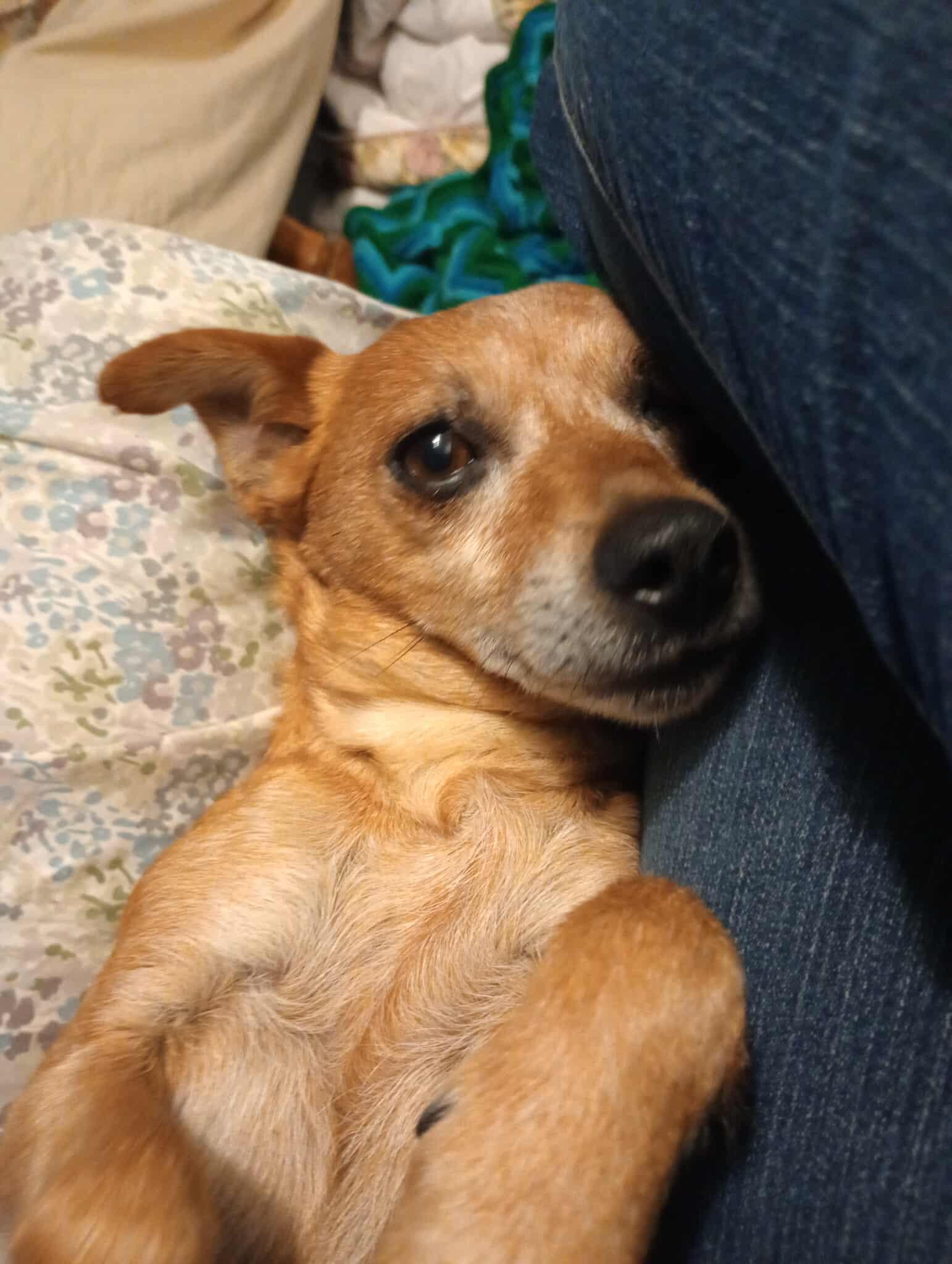 Cleo, Adoptable, Adult Female Chihuahua.