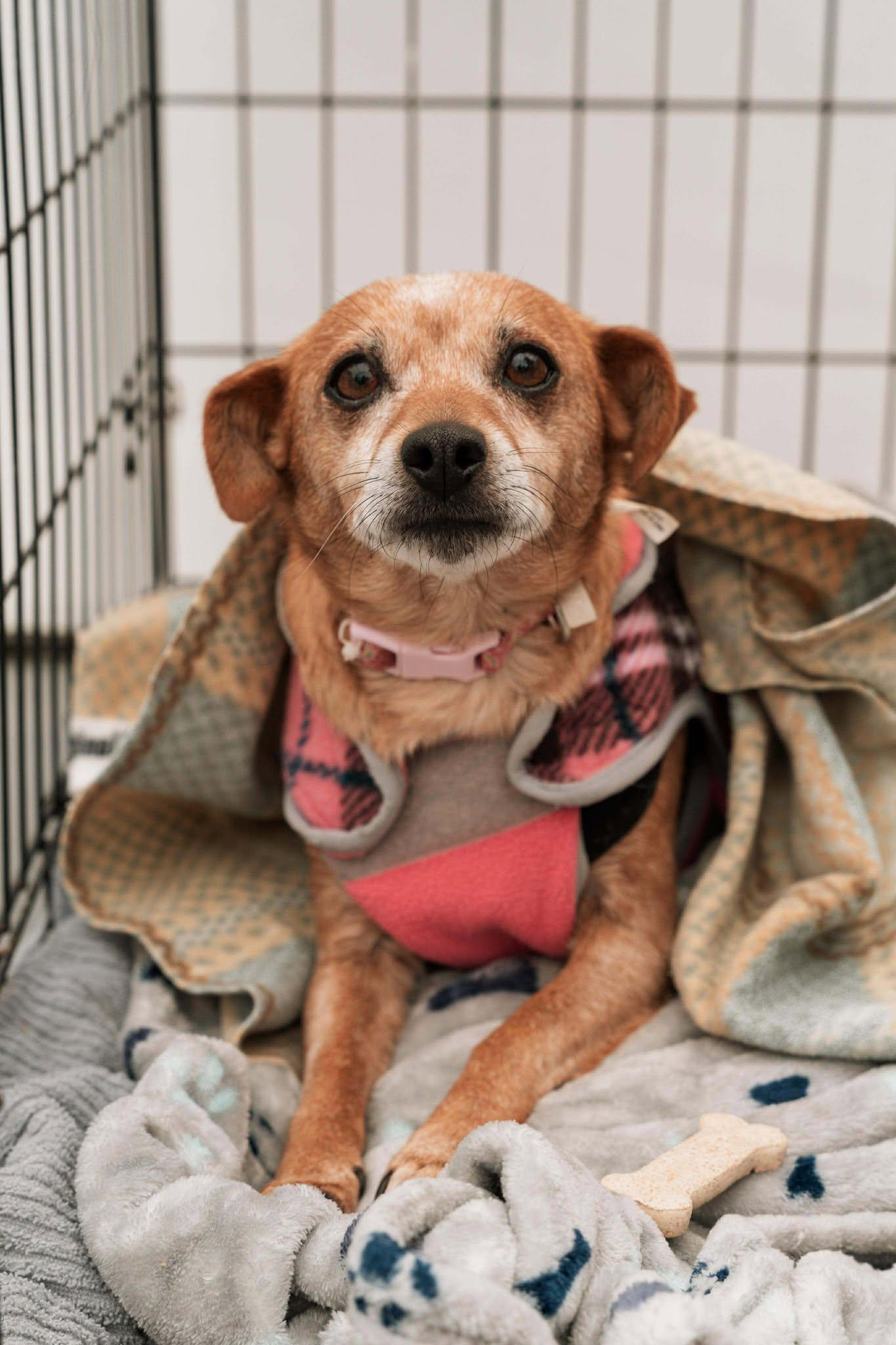 Enlarge Cleo, a Adoptable Chihuahua in Visalia, CA image 2/2