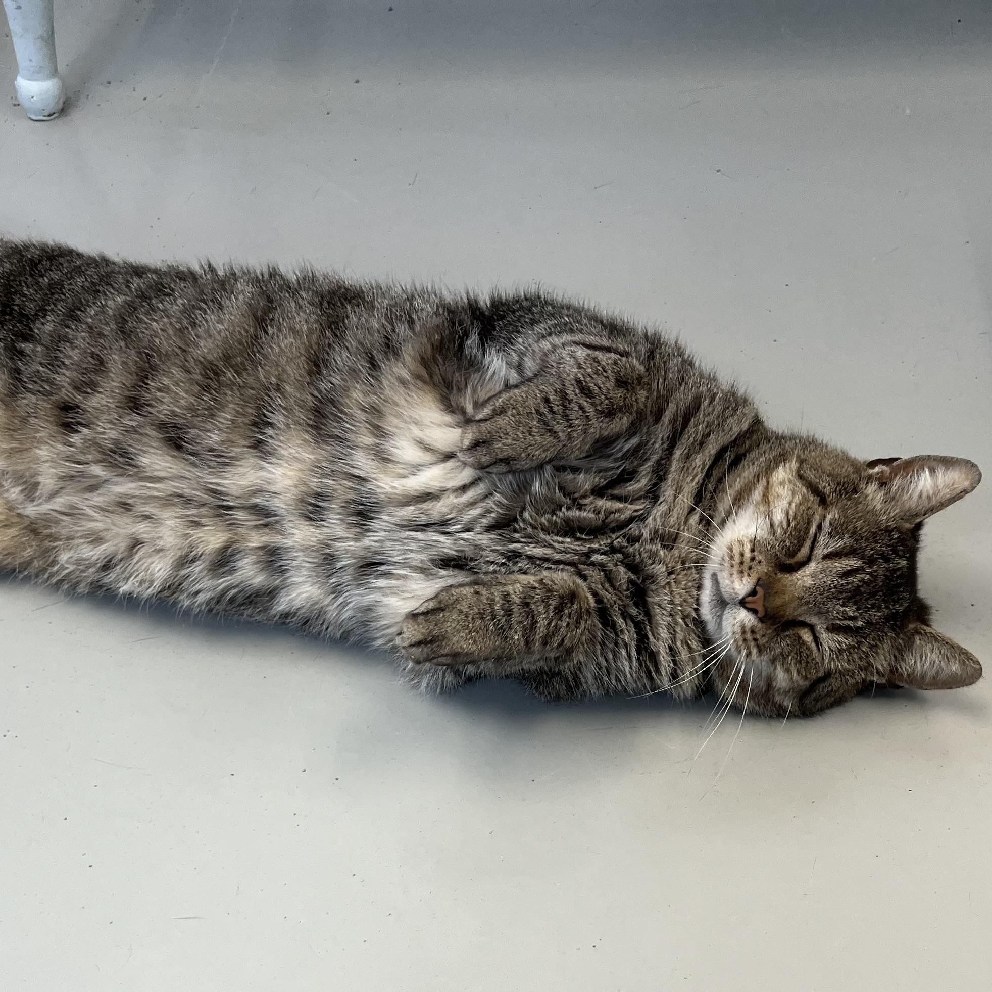 Buddy, ADOPTABLE, Adult Male Domestic Short Hair.