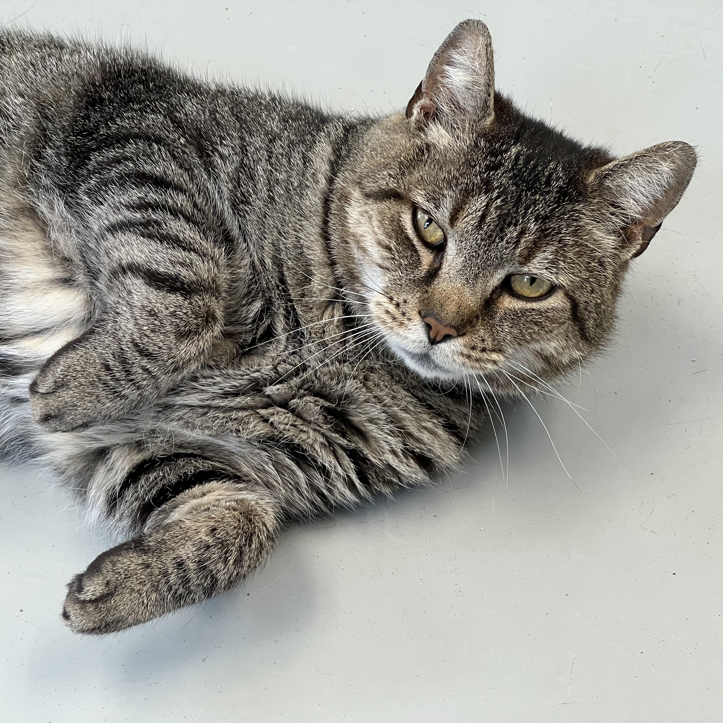 Enlarge Buddy, a ADOPTABLE Domestic Short Hair in Medfield, MA image 1/4