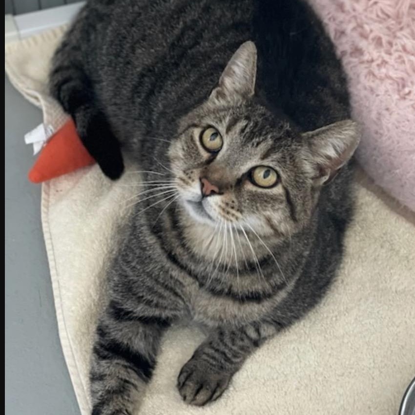 Gigi and Buddy, a ADOPTABLE Domestic Short Hair in Medfield, MA image 5/5