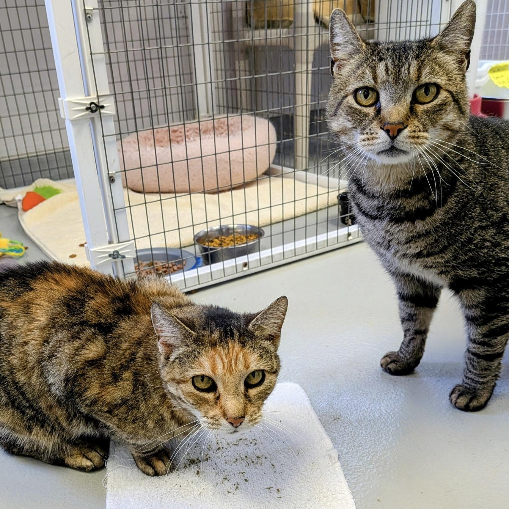 Gigi and Buddy, ADOPTABLE, Adult Female Domestic Short Hair.