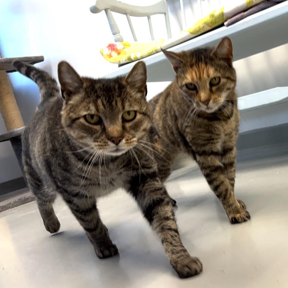 Enlarge Buddy, a ADOPTABLE Domestic Short Hair in Medfield, MA image 3/4