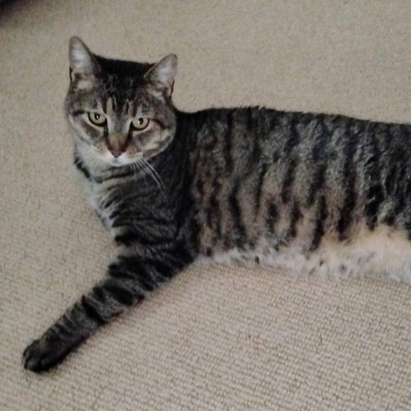 Enlarge Buddy, a ADOPTABLE Domestic Short Hair in Medfield, MA image 4/4