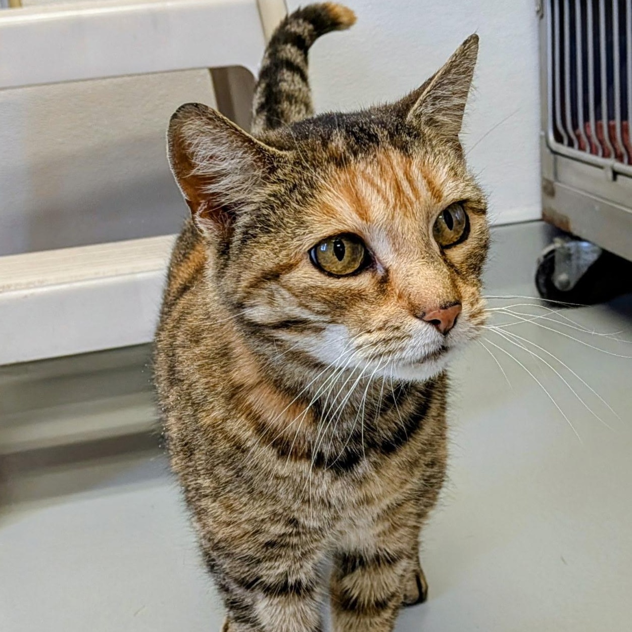 Gigi and Buddy, a ADOPTABLE Domestic Short Hair in Medfield, MA image 2/5