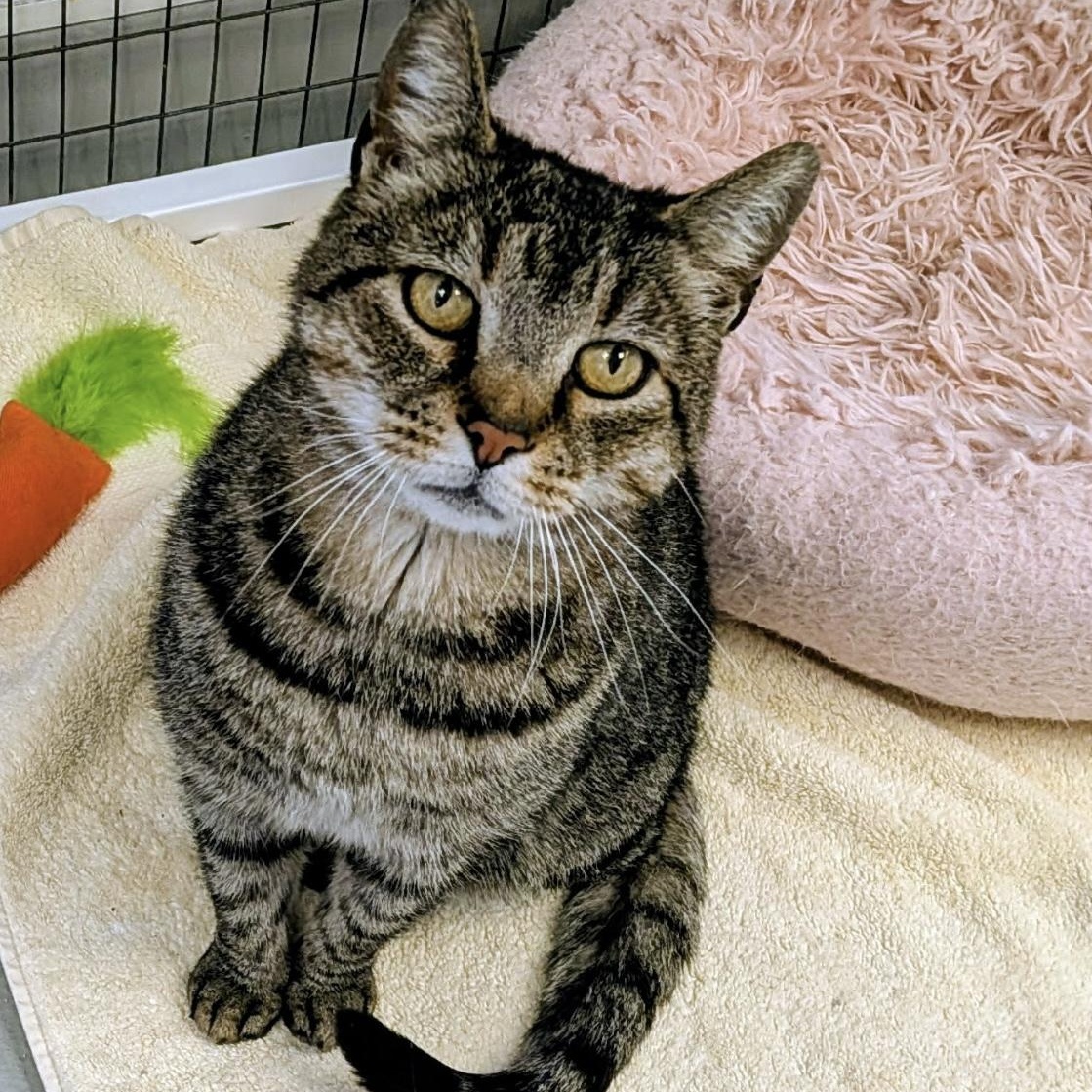 Gigi and Buddy, a ADOPTABLE Domestic Short Hair in Medfield, MA image 3/5
