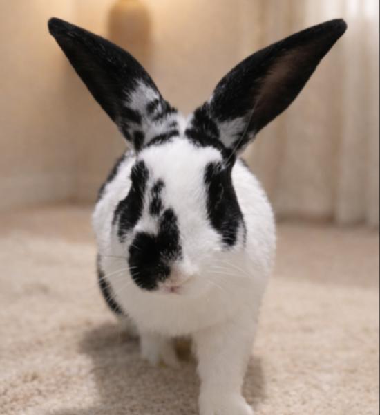 Pippin, Adoptable, Adult Male English Spot & Bunny Rabbit.