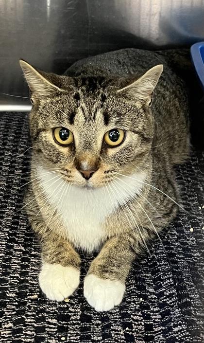 Molasses (Butterscotch)