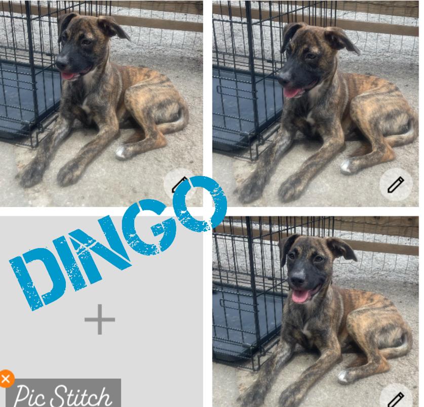 Dingo