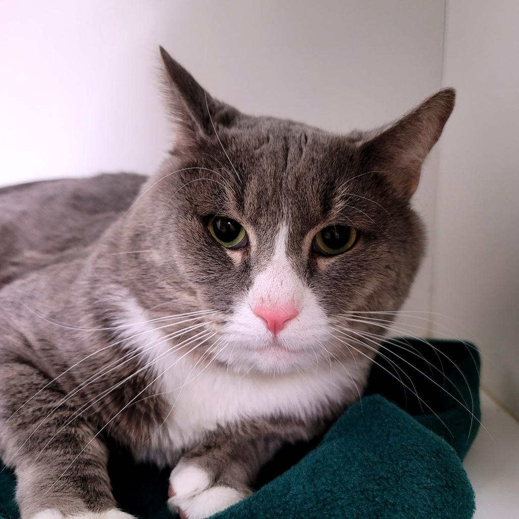 Weezie, Adoptable, Adult Male Domestic Short Hair.