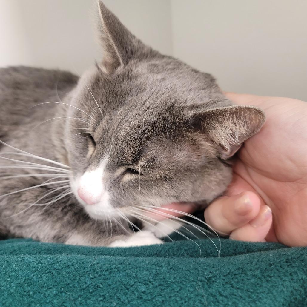 Weezie, a Adoptable Domestic Short Hair in Las Vegas, NV image 2/2