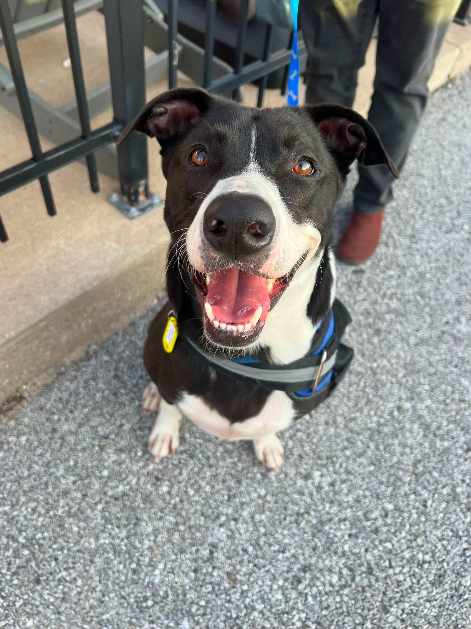 Taki, an adopted Mixed Breed in Davenport, IA image 2/2