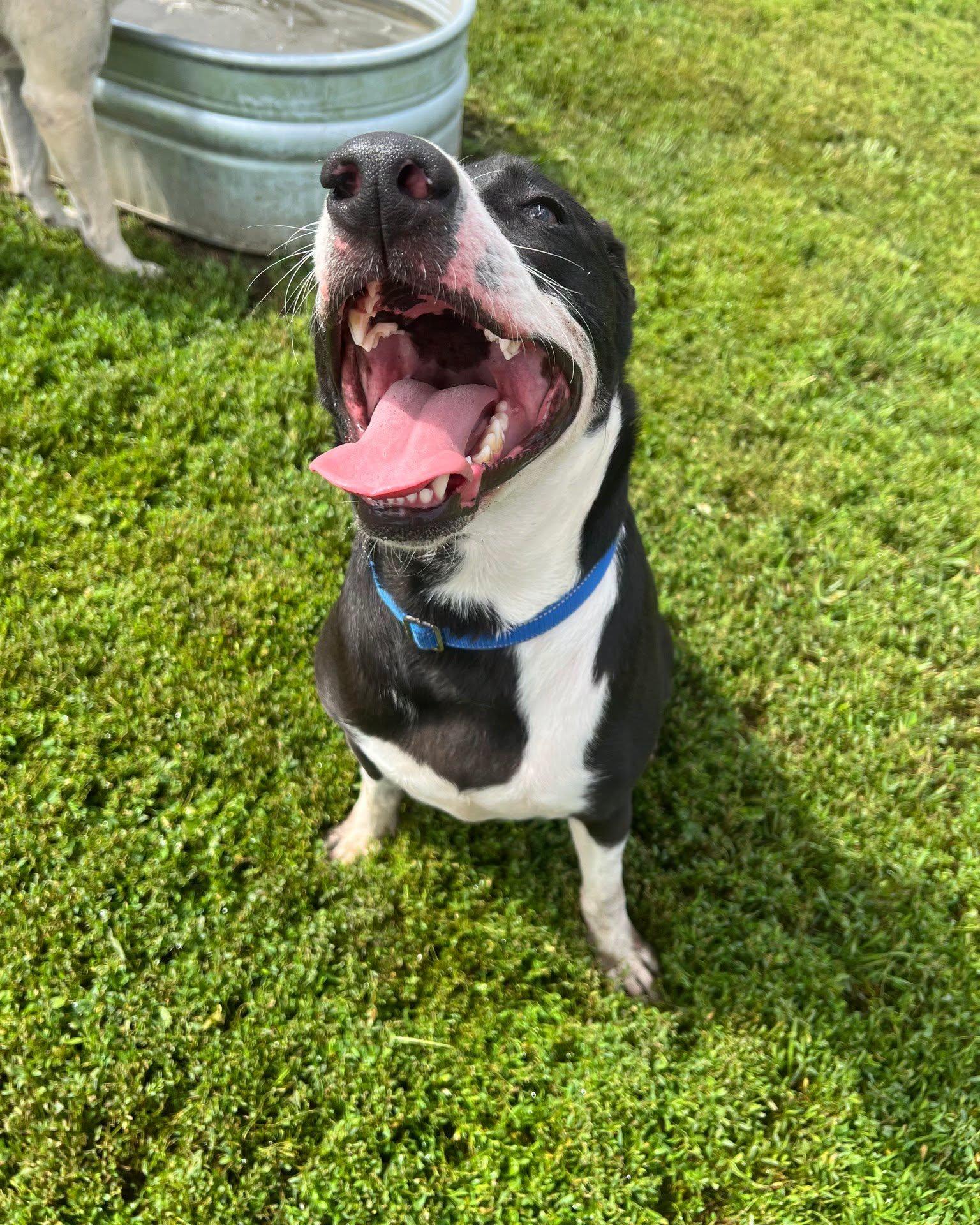 Taki, adopted, Adult Male Mixed Breed.