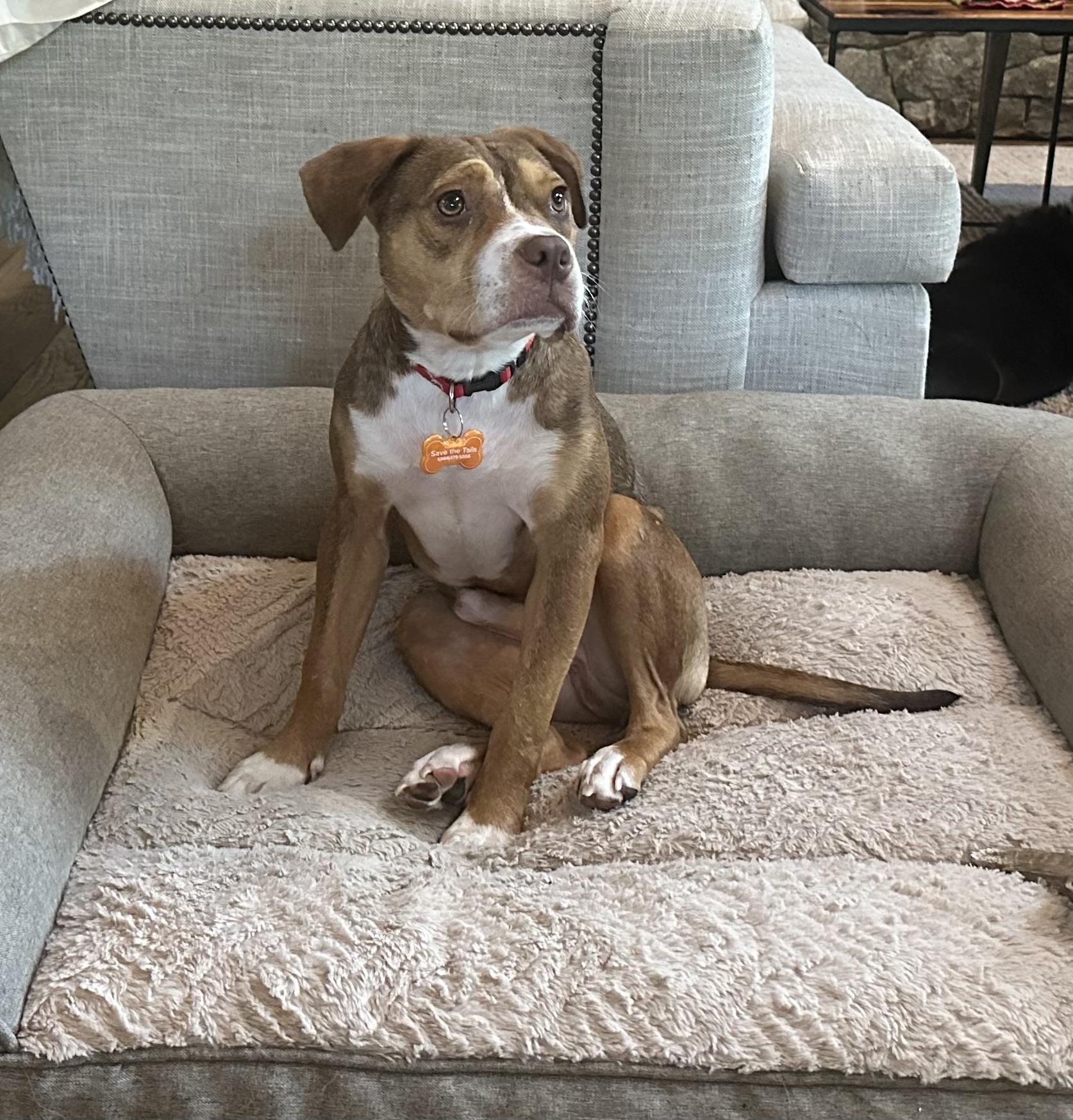 Eddie, a ADOPTABLE mixed breed in Leesburg, VA image 2/6