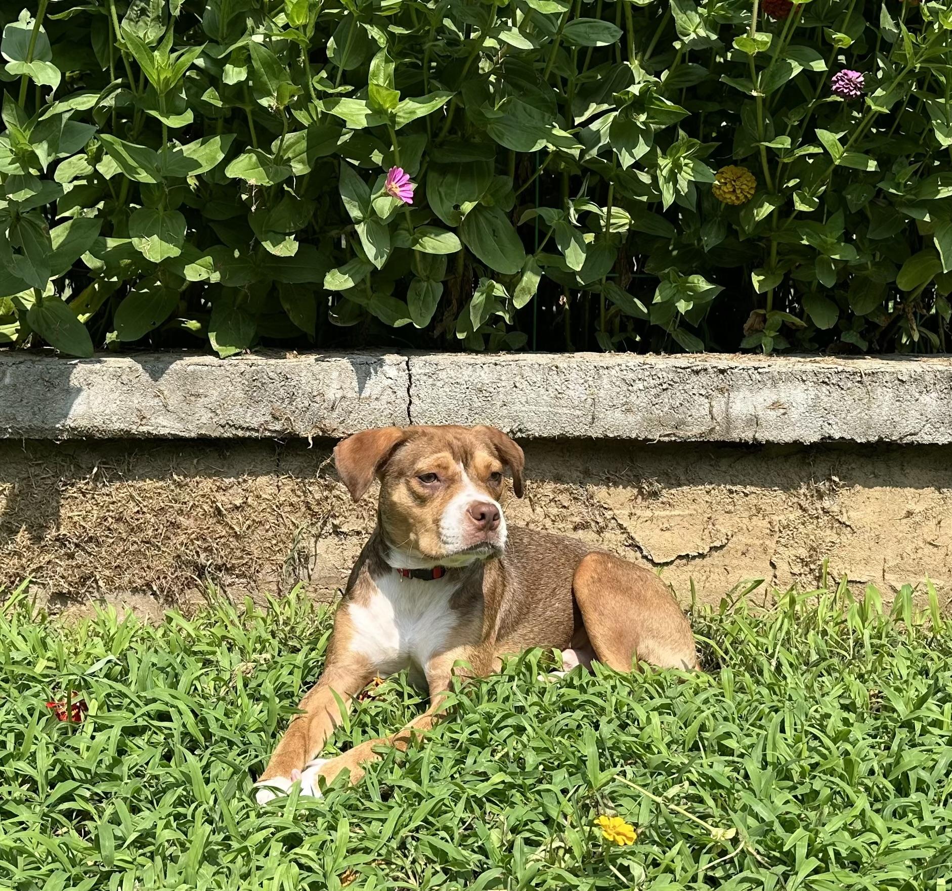 Eddie, a ADOPTABLE mixed breed in Leesburg, VA image 4/6