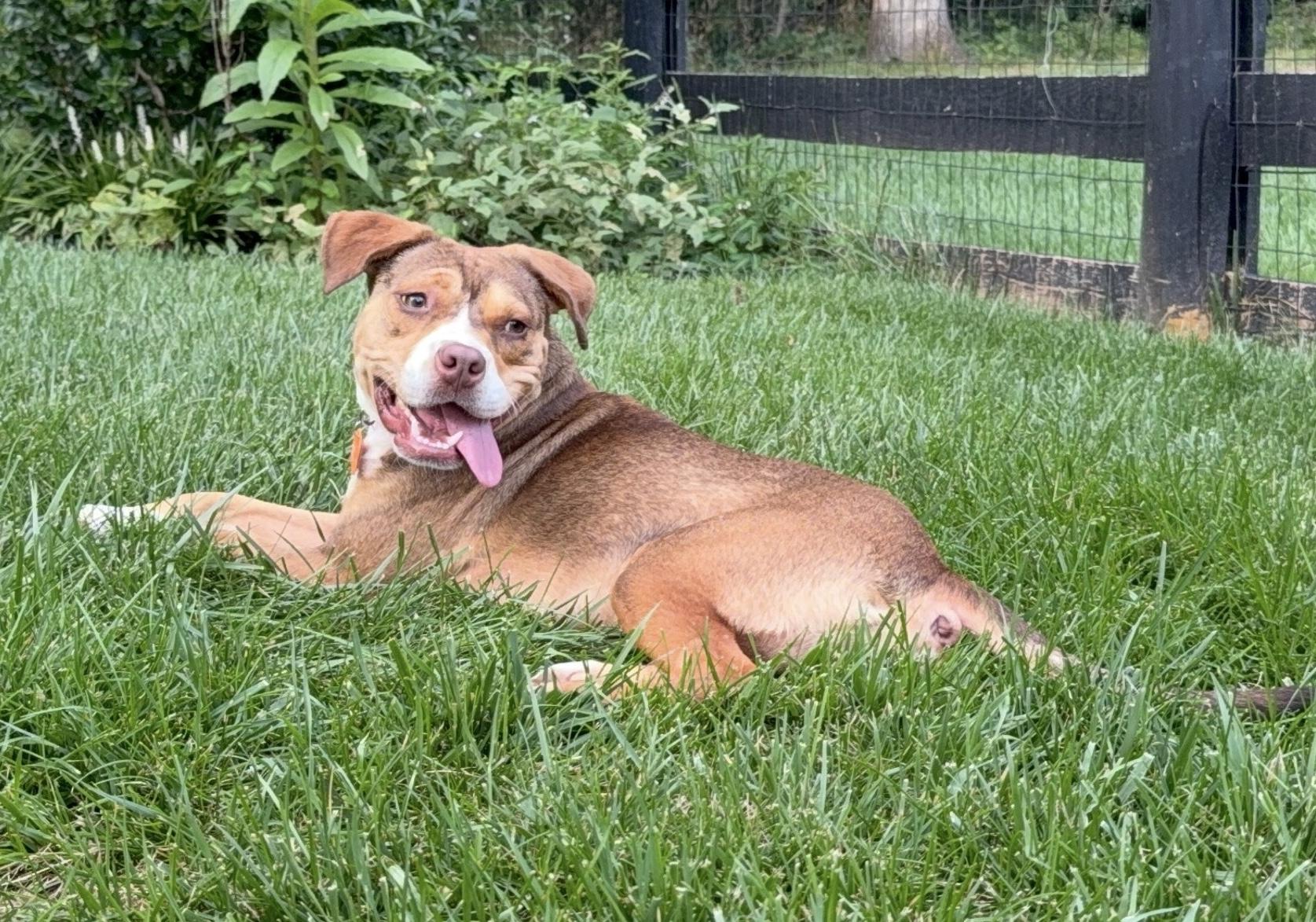 Eddie, Adoptable, Young Male Boxer.