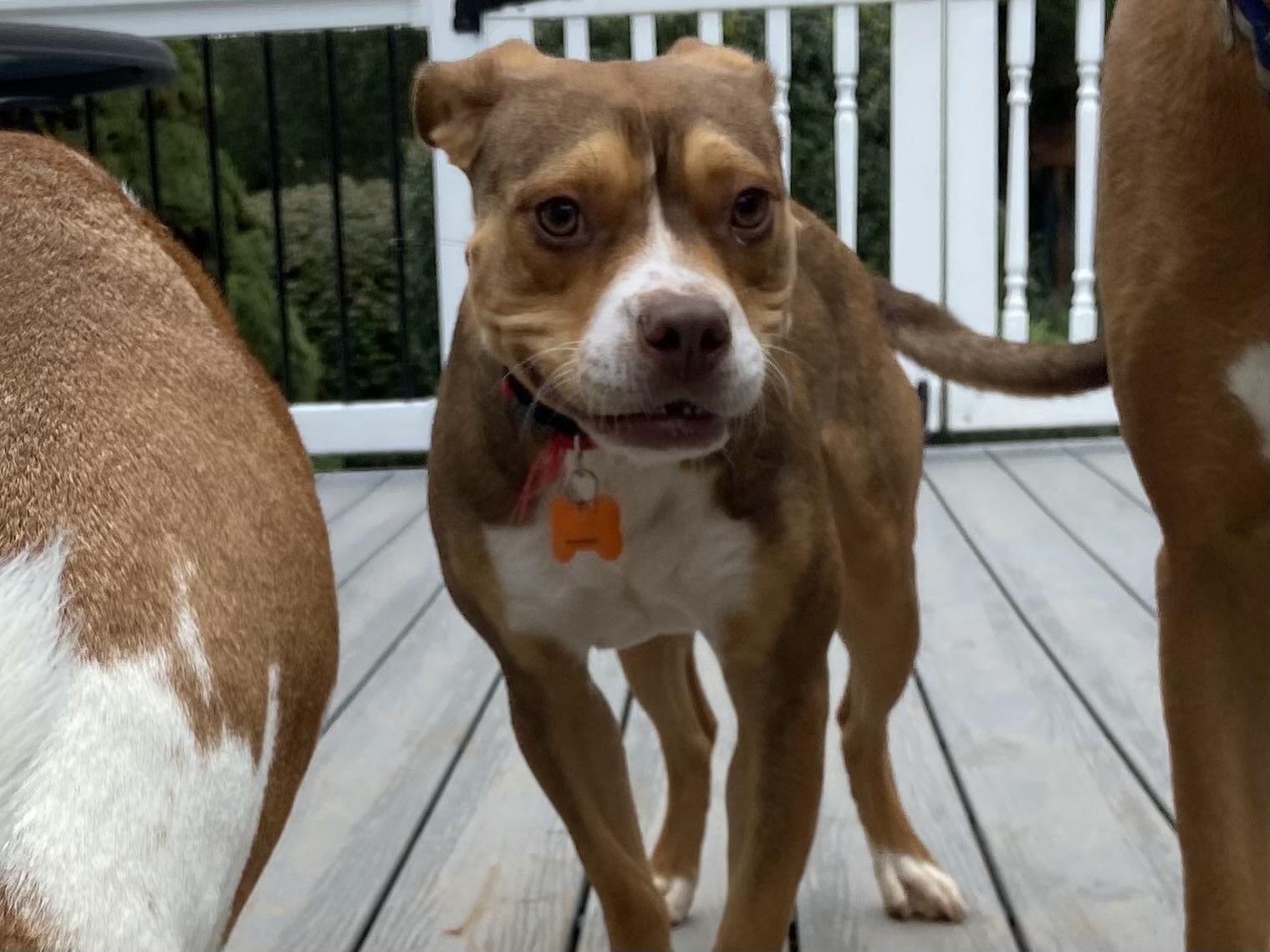 Enlarge Eddie, a Adoptable mixed breed in Leesburg, VA image 4/6