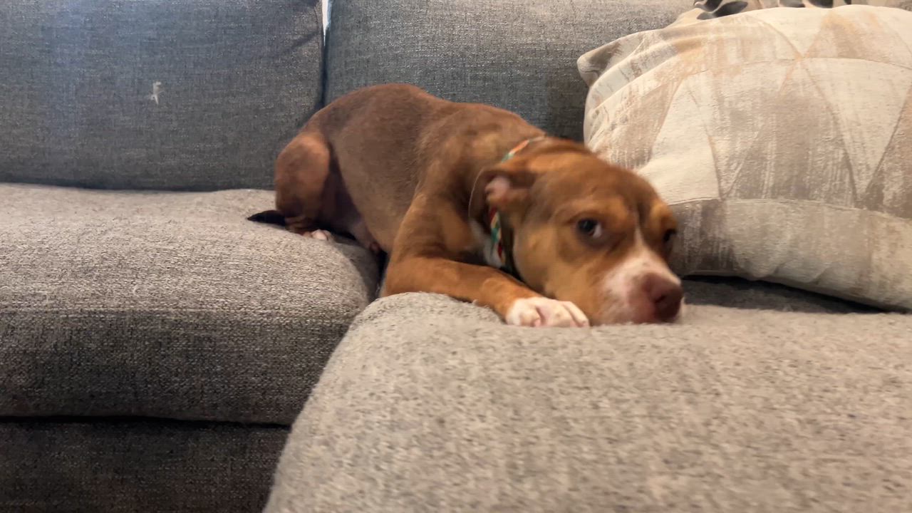 Enlarge Eddie, a ADOPTABLE mixed breed in Leesburg, VA video 5/6