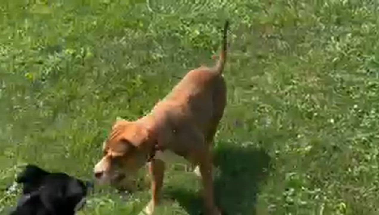 Enlarge Eddie, a ADOPTABLE mixed breed in Leesburg, VA video 3/6