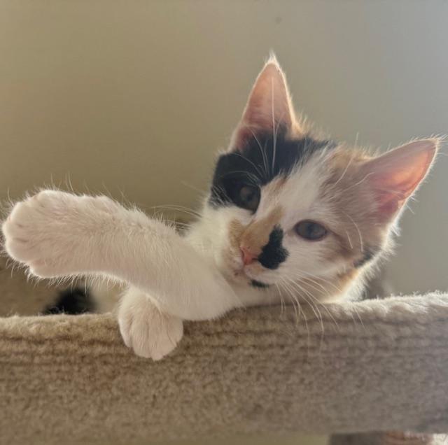 Piper, ADOPTABLE, Kitten Female Domestic Short Hair.