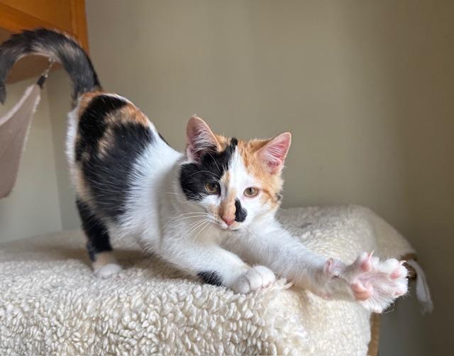 Piper, a ADOPTABLE Domestic Short Hair in Frederick, MD image 2/3