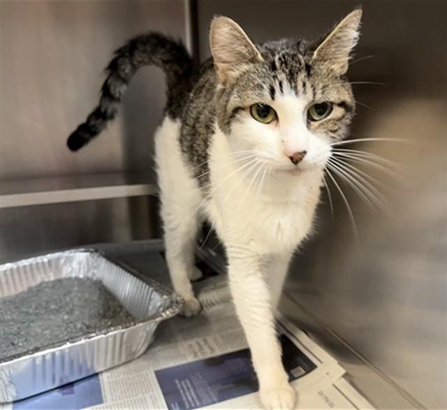 ZENITH, Adoptable, Young Female Domestic Short Hair.