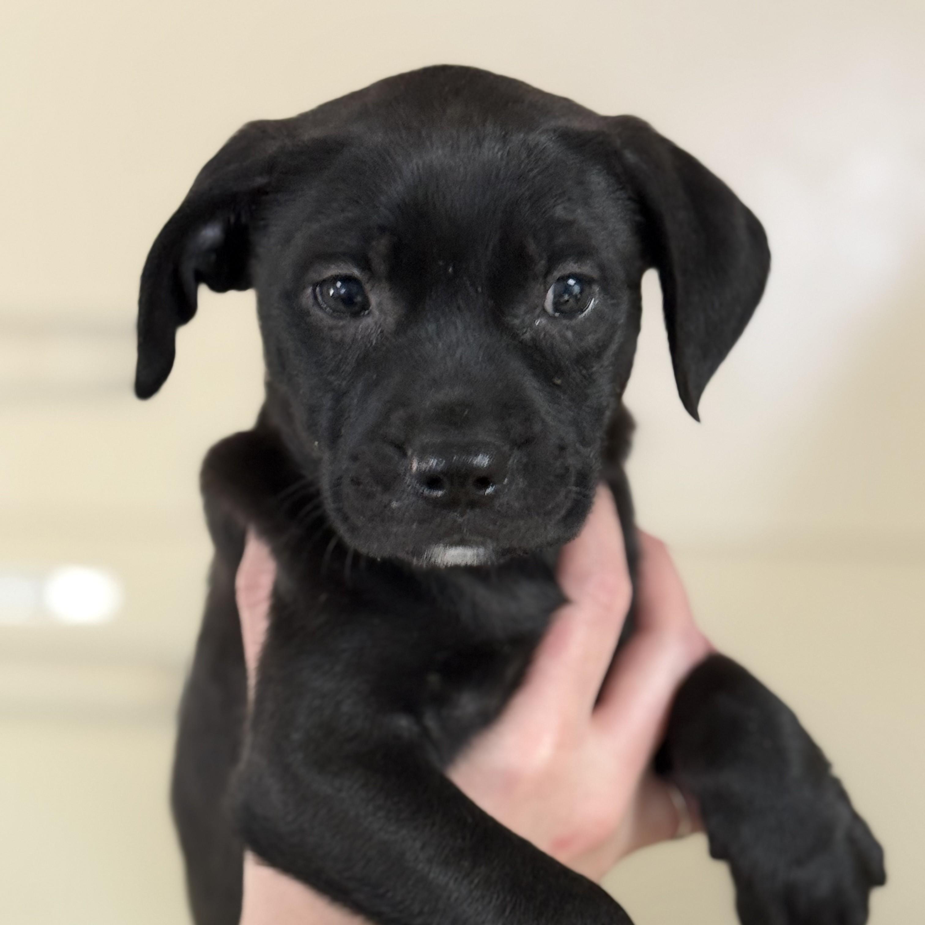 Toga — thumbnail 3